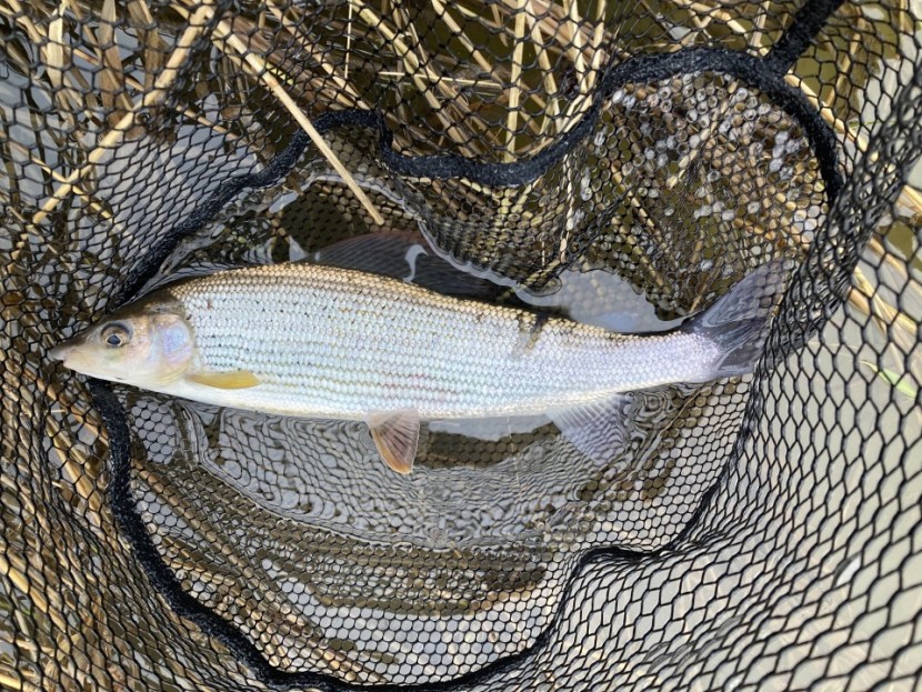 Llandewi grayling - W from Ludlow